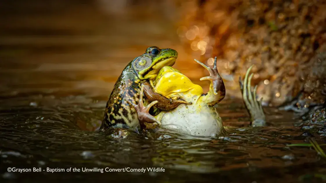 Смешная природа: комичные фото животных конкурса Comedy Wildlife 2025