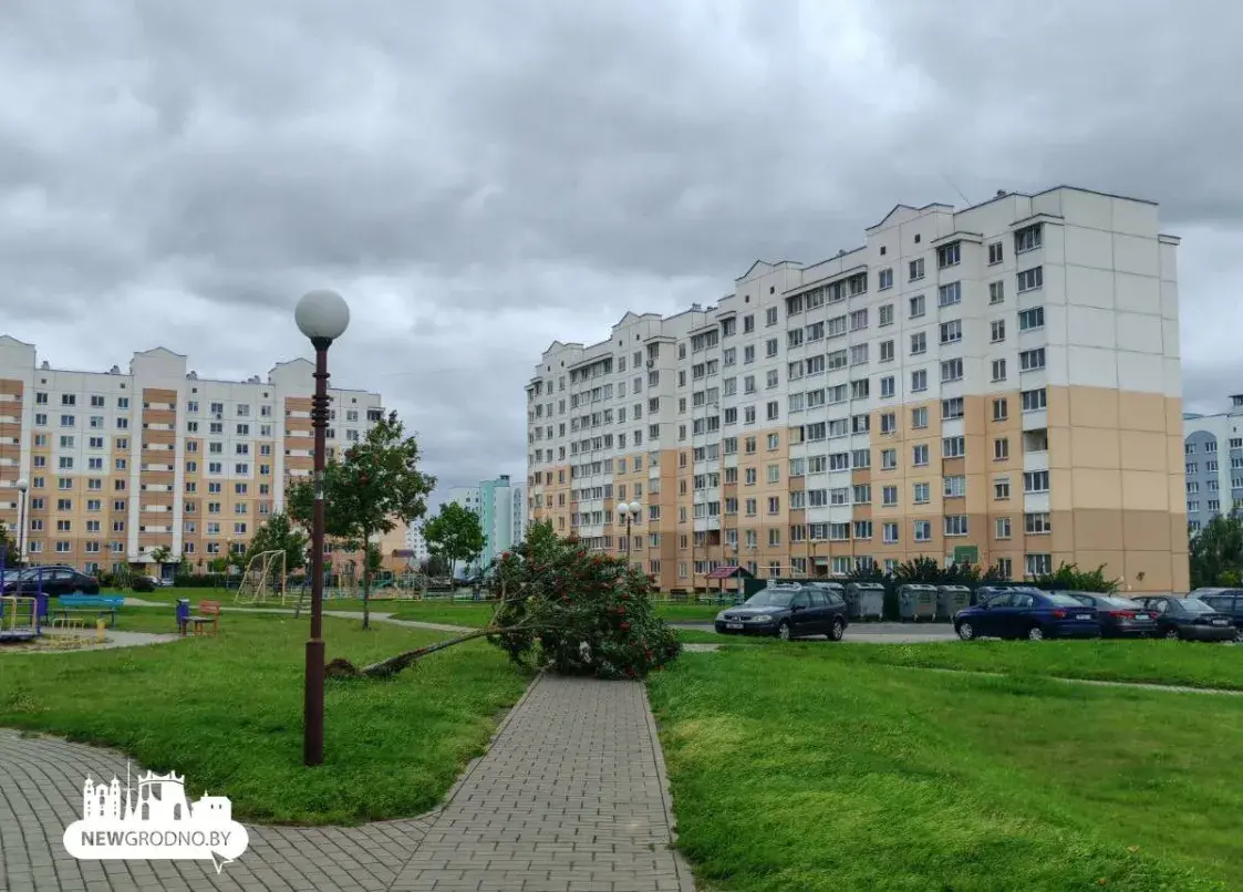 Ураганный ветер в Беларуси — в Гродно повалило десятки деревьев. Фото