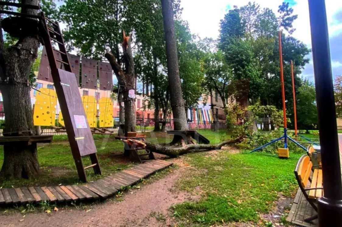 Ураганный ветер в Беларуси — в Гродно повалило десятки деревьев. Фото