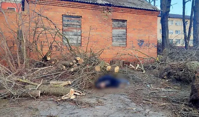 У Чашніках загінуў індывідуальны прадпрымальнік — на яго ўпала дрэва
