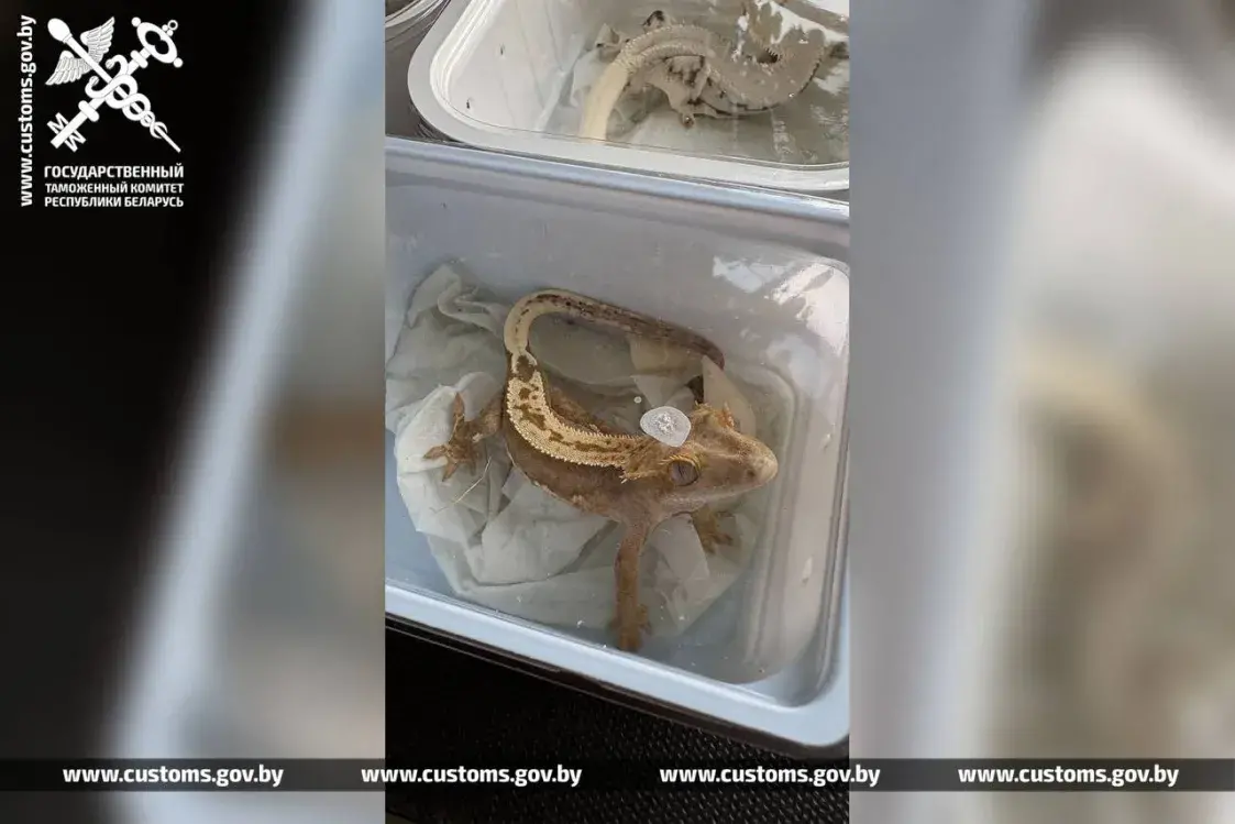 Жывую кантрабанду везла расіянка з Польшчы праз Брэст 