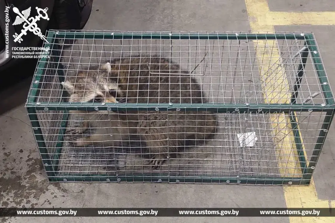 Янот прыляцеў з ЗША ў Беларусь "зайцам"