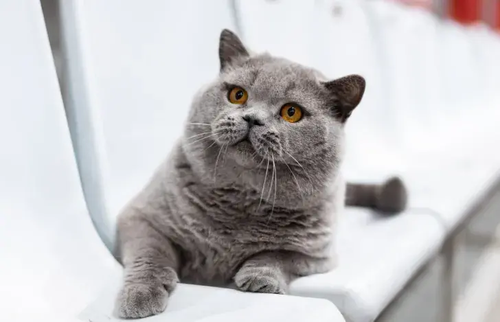 Кот, ілюстрацыйнае фота
