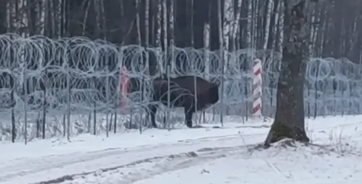 Военные помогли зубрихе попасть в Польшу к сородичам 