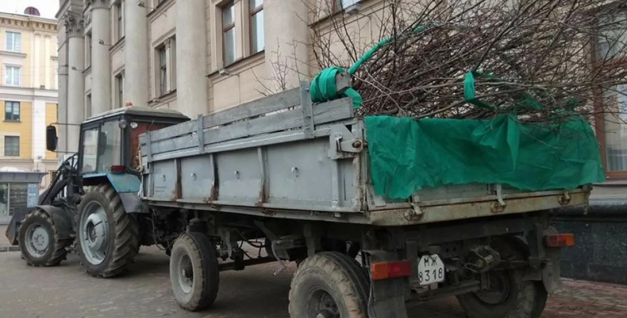 Вясновая пасадка дрэў на праспекце Незалежнасці ў Мінску