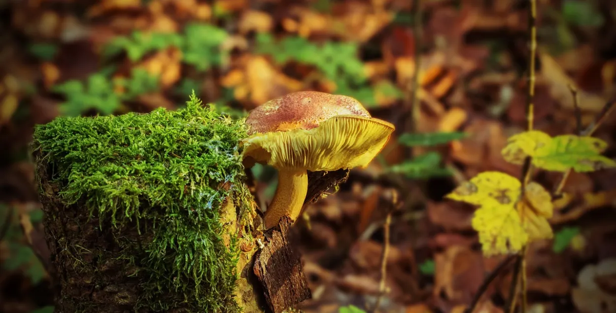 Фото: pixabay.com