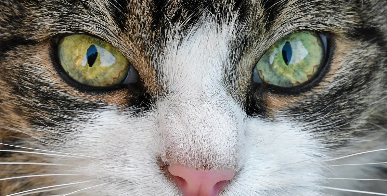 "Сухаревский живодер" убил 15 котов / pixabay.com
