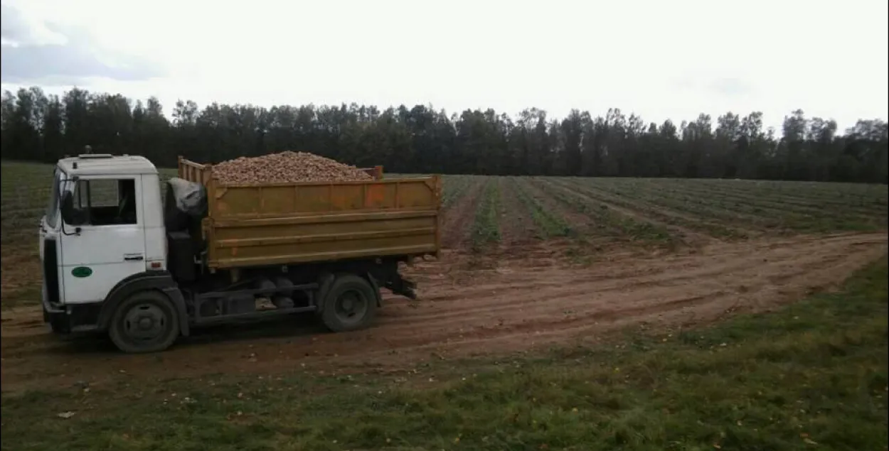 Кіраўніка гаспадаркі, дзе “на бульбе” загінула школьніца, звольнілі