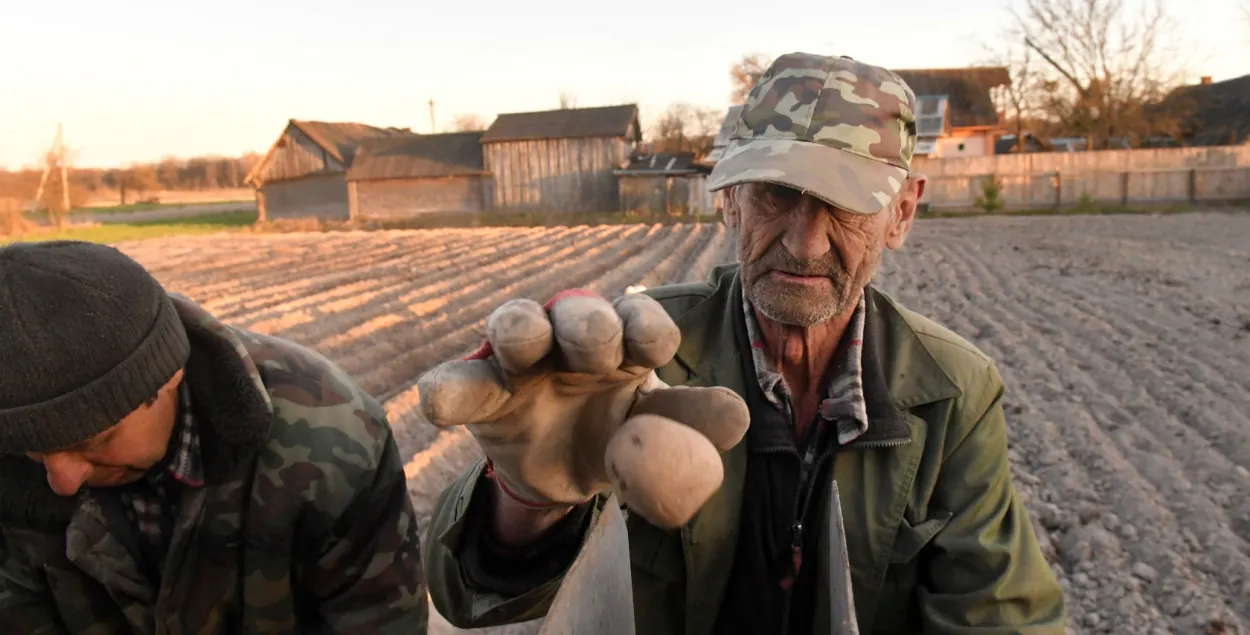Potato is a secret "weapon" of Belarusians / Illustrative photo, Euroradio files