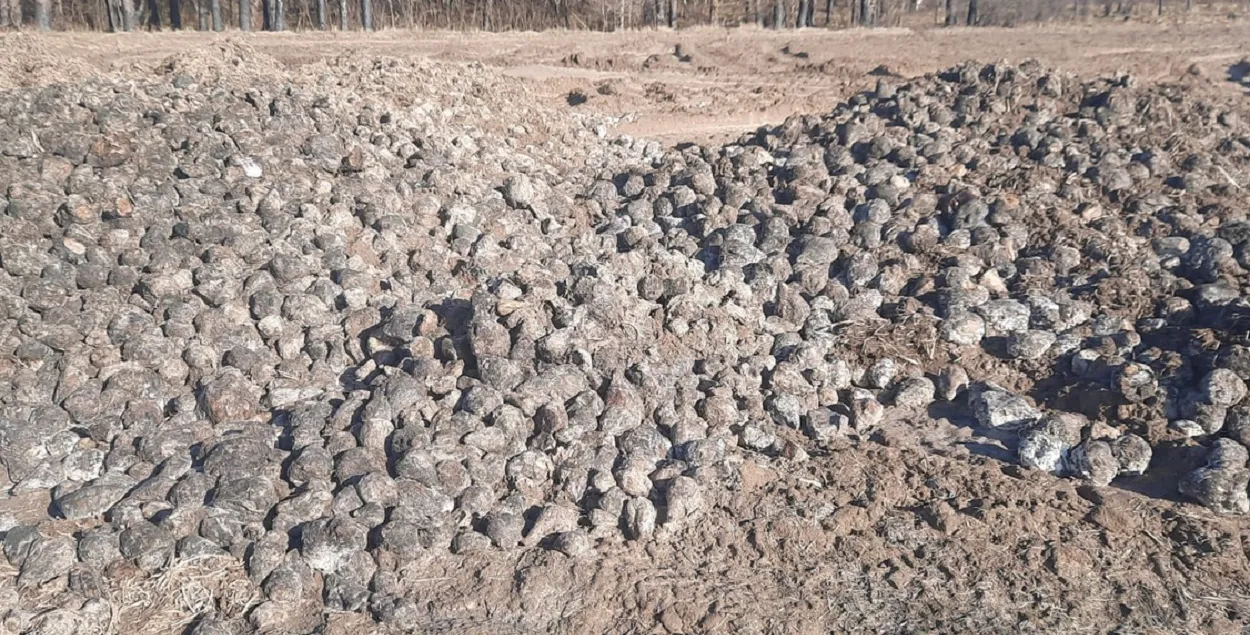 Цукровыя буракі пасля "зімоўкі"
