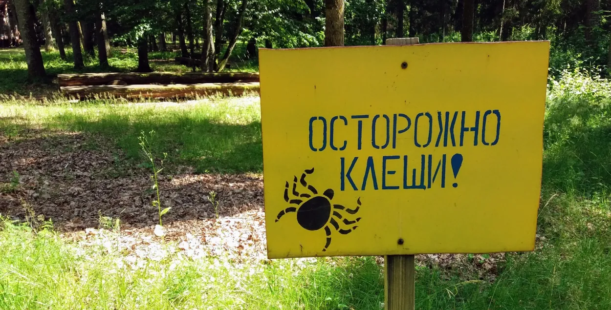 Сёлета першыя кляшчы з'явіліся вельмі рана 
