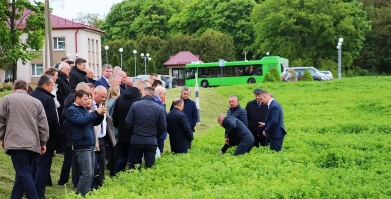 Чыноўнікі ў полі
