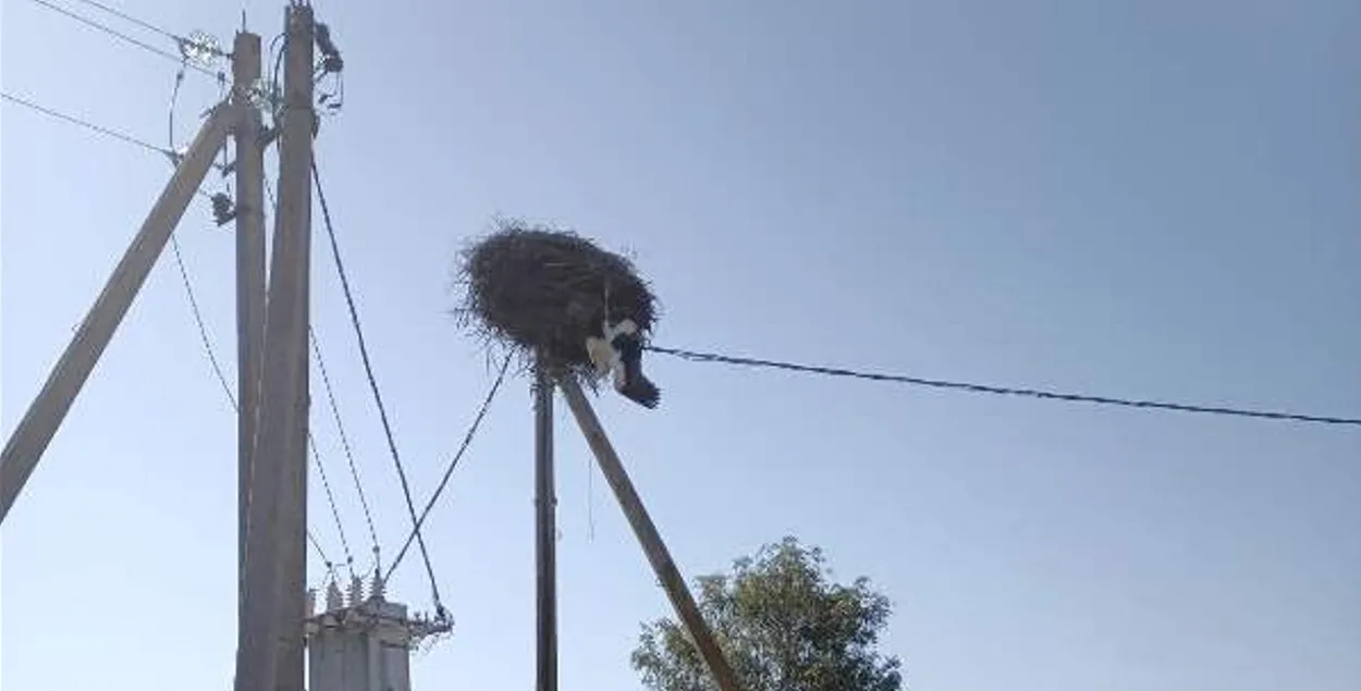 Аисту понадобилась помощь
