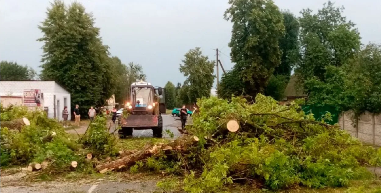 Cтихия ломает деревья в Мозыре
