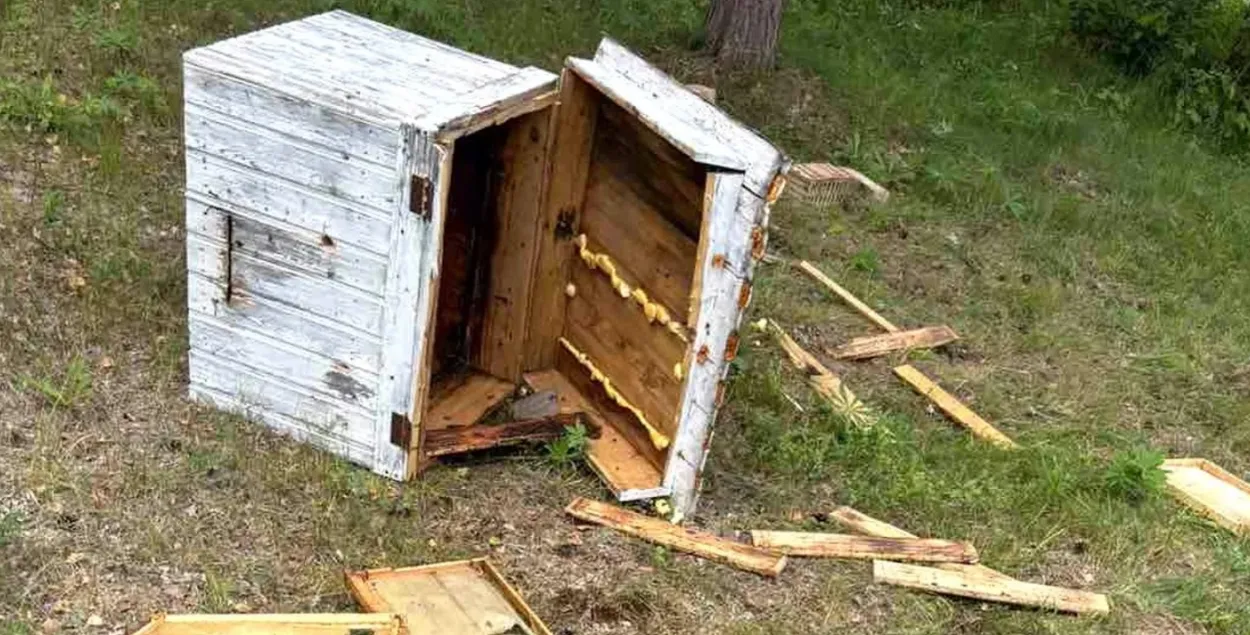 Пасека после налета медведя
