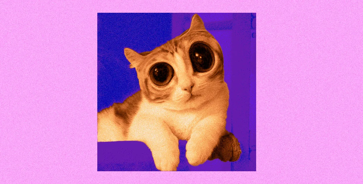 Кот
