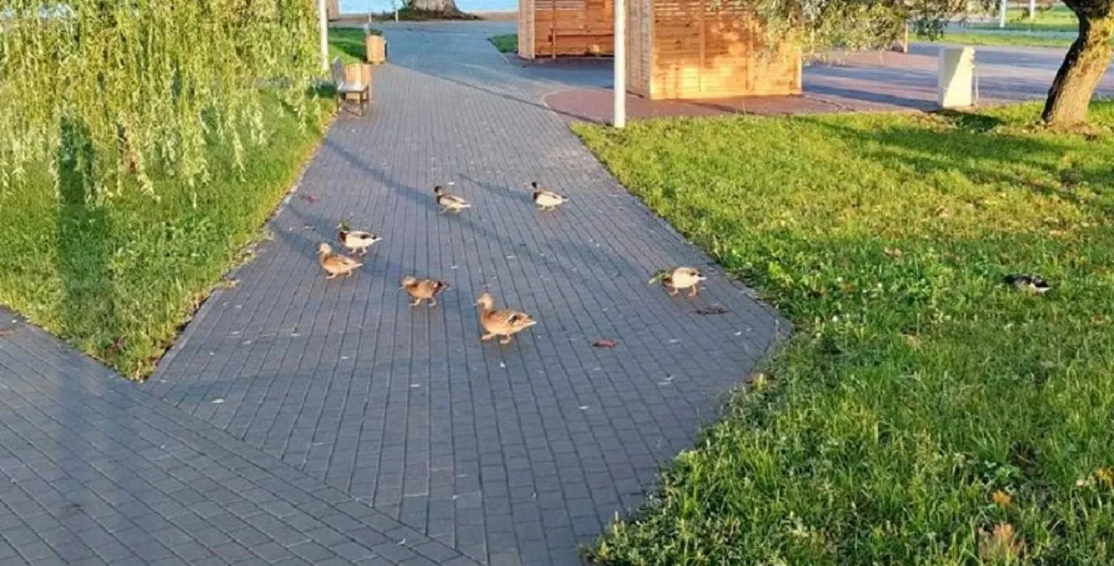 Восеньская прагулка
