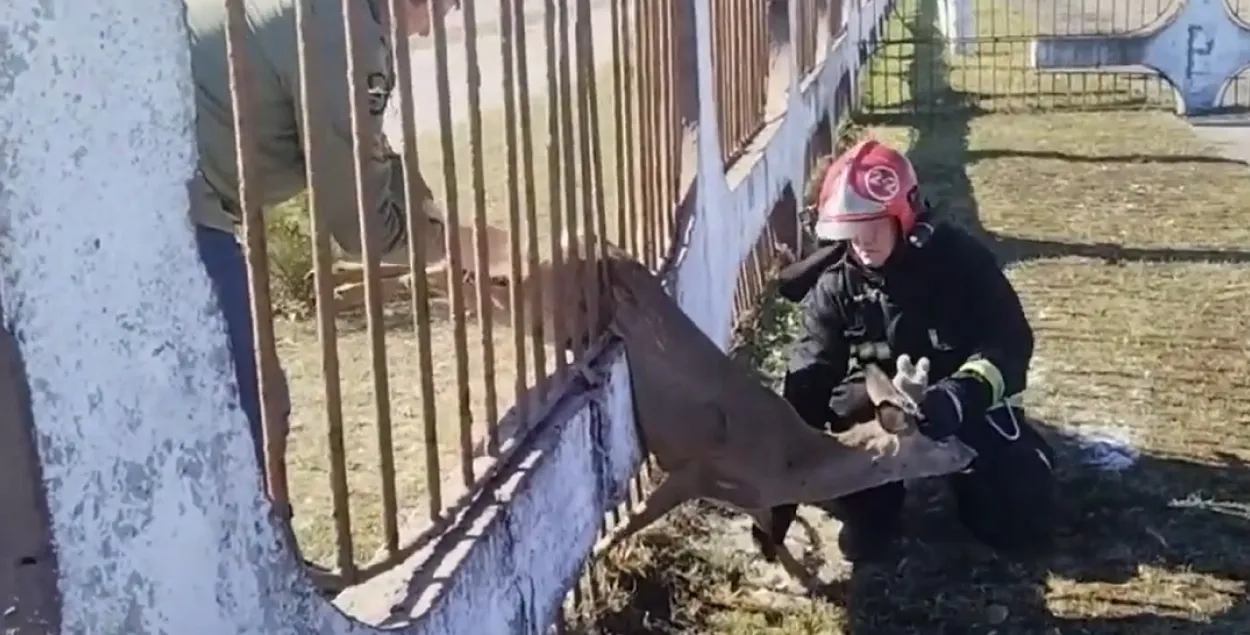 Спасательная операция
