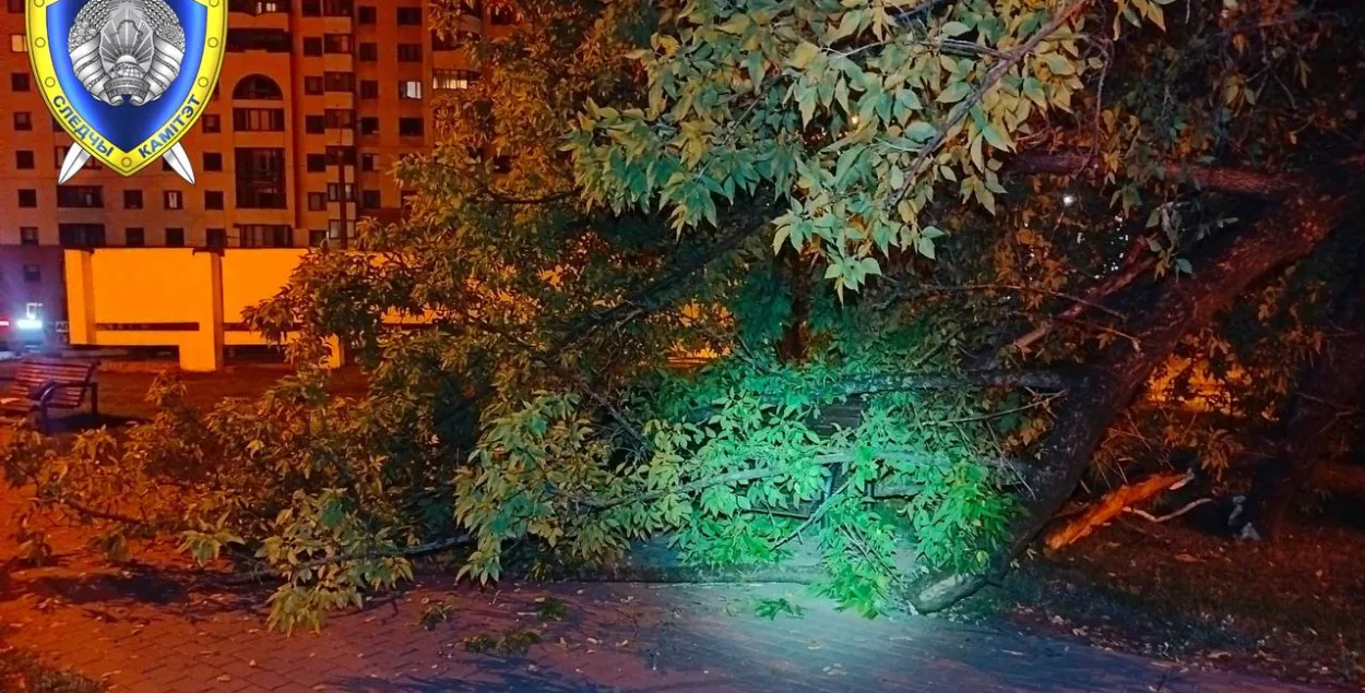 На минчанку упало дерево
