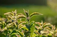 Крапива / pexels.com
