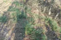 Лес под Заславлем / Пресс-служба Минприроды