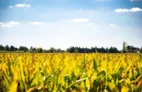 Лето в Беларуси / Еврорадио