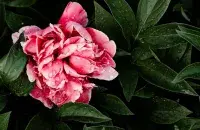 Во вторник прогнозируют дожди и грозы / pexels.com
