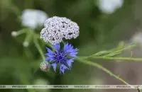 По югу страны будет до +28 / БЕЛТА​