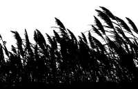 Камыши