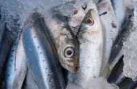 Рыба
