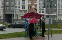 Бусел у Смалявічах
