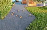 Осенняя прогулка
