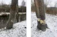 Стволы деревьев обматывают металлической сеткой
