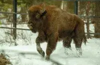 Белорусский зубр в Башкортостане
