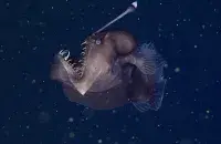 морской чёрт видео