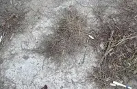 Трава в Минске выжженная солью