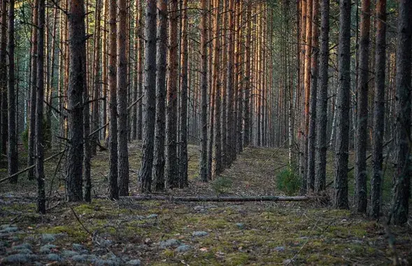 Лес весной / bragin.by
