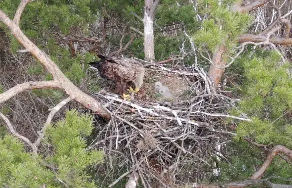Весной в Беларуси / t.me/wildlifebelarus/
