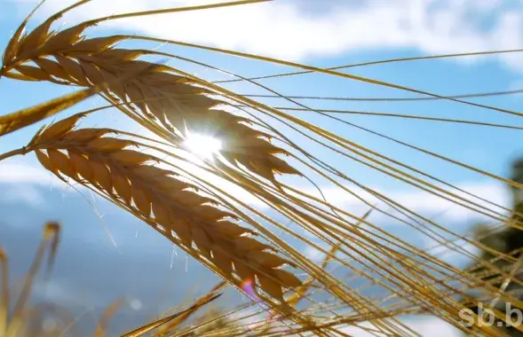 Photo: sb.by