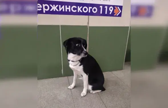 This dog was terrified by petards and ran away from his owners / Euroradio
