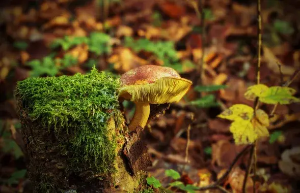 Фото: pixabay.com