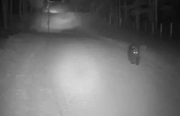 Фото: скриншот с видео.​