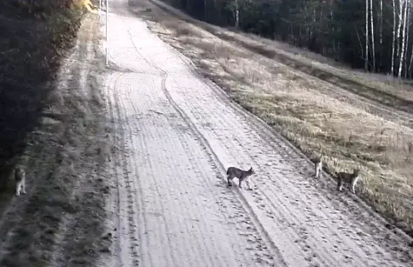 Рыси около границы / Скриншот с видео литовских пограничников​