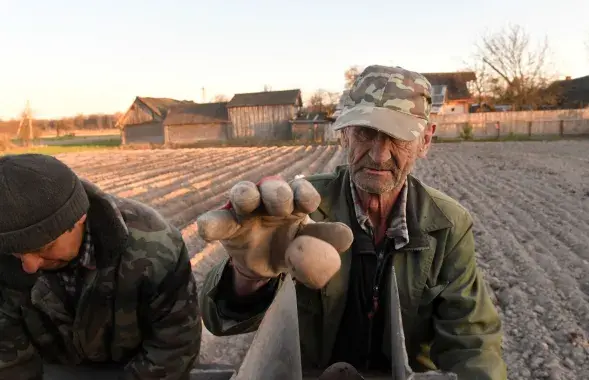 Potato is a secret "weapon" of Belarusians / Illustrative photo, Euroradio files