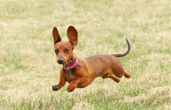 Photo:&nbsp;www.royal-canin.ru
