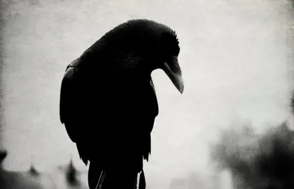 Фота:&nbsp;www.anibox.org