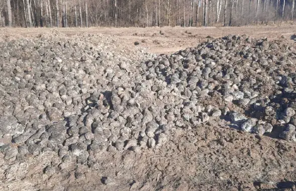Цукровыя буракі пасля "зімоўкі"
