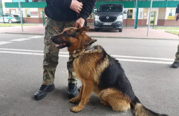 Для аўчаркі знайшлі новага гаспадара
