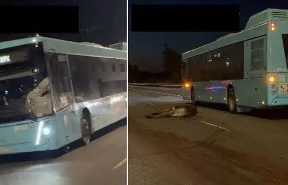 Под МАЗом погиб лось
