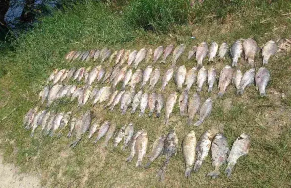 Мор рыбы ў Койданаўскім вадасховішчы
